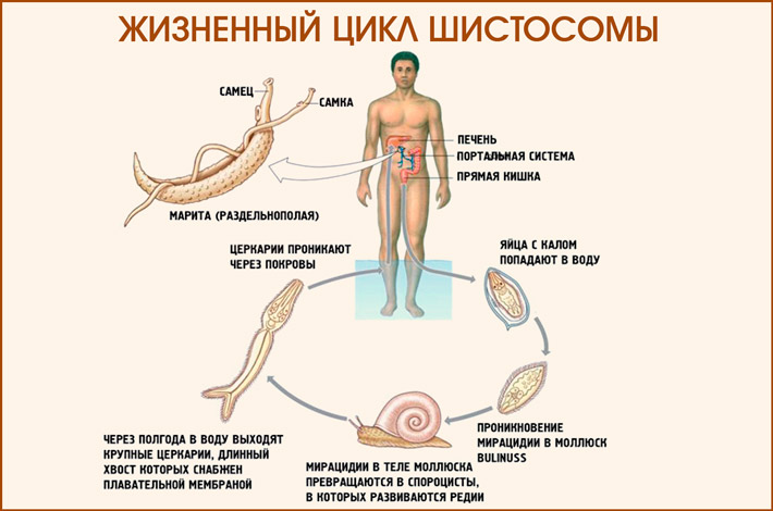 Глисты в печени лечение народными средствами 