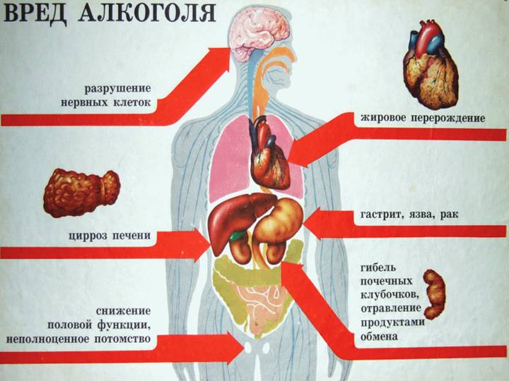 Как быстро вывести алкоголь из организма и очиститься от токсинов: лайфхаки 