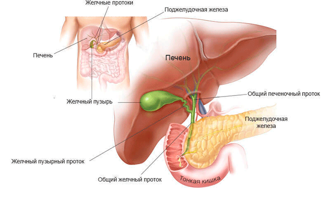 Как выгнать желчь из желчного пузыря 