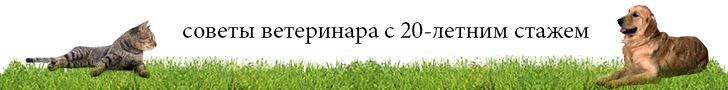 Как вызвать рвоту у кошки 