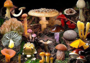 Когда проявляется отравление грибами? Симптомы и первая помощь при интоксикации 