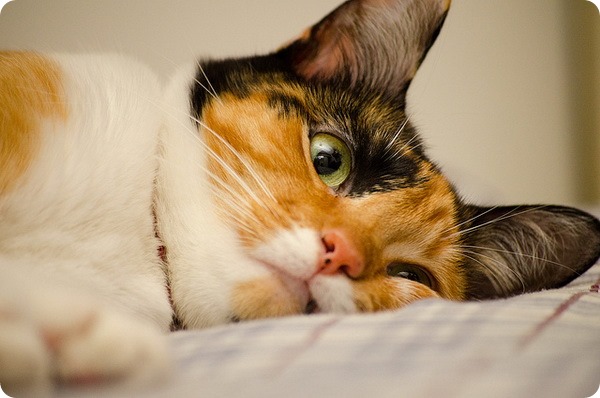 Кошка после отравления: чем кормить, правила лечения 