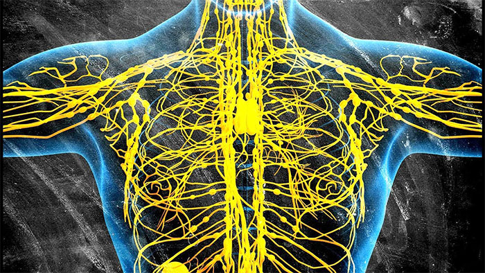 Лимфосистема человека. Схема в картинках, функции, заболевания, чистка. Методы, средства, массаж 