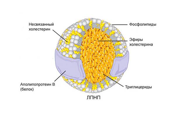 Липопротеины низкой плотности (ЛПНП): какова норма, как снизить показатель 