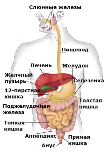 Очищение кишечника соленой водой в домашних условиях: рецепт, йога-упражнения, отзывы, пошаговая инструкция 