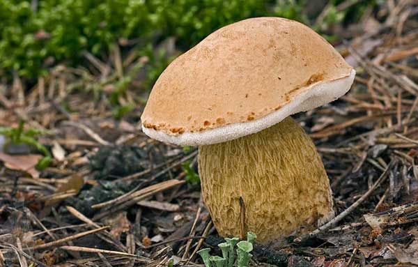 Описание Желчного гриба, ядовит или нет, отличия от съедобных 