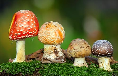Особенности лечения отравления грибами в домашних условиях 