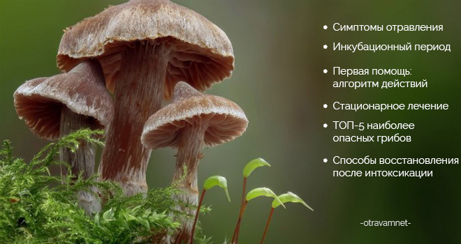 Отравление грибами: симптомы и первая помощь. Инфографика 