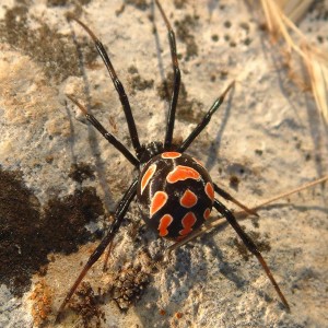 Отравление из-за яда паука черной вдовы (укусы пауков черных вдов) 