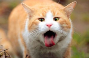 Понос и рвота у кота: причина и лечение 