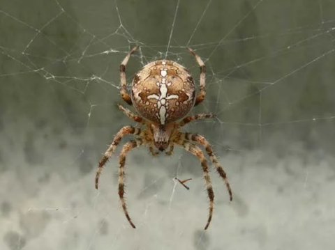 Стоит ли бояться паука-крестовика, его внешнего вида, укусов и яда? 
