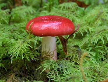 Сыроежки: виды грибов и фото 