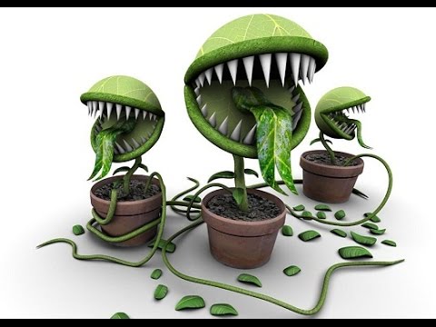 ТОП-10 самых опасных растений в мире 