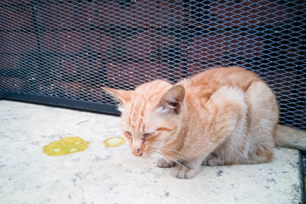 В чём причина того, что кошку рвет желтой жидкостью? 