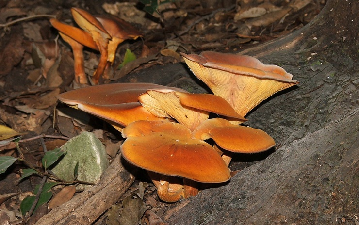 Ядовитые грибы: подборка самых опасных видов с фото 