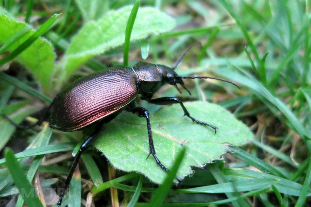 Жужелица в саду: описание насекомого, что делать при обнаружении жука 
