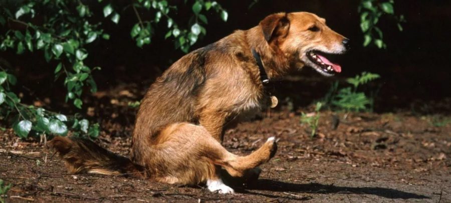 Аскариды у собак и щенков: помочь любимцу – реально. Практические рекомендации для владельцев 
