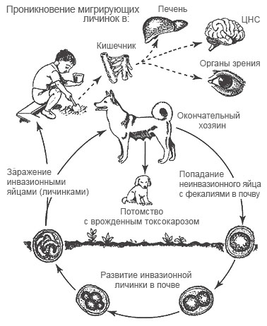 Берегите своих питомцев: лечение токсокароза у кошек 