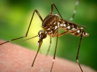 Чем опасны укусы комаров 
