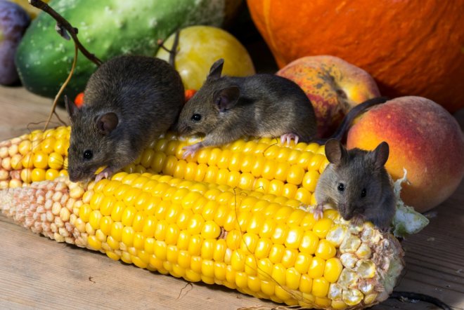 Чем отличаются мыши от крыс 