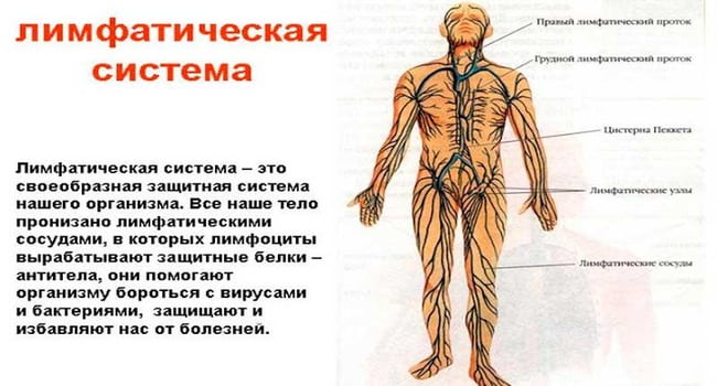 Чистка крови и лимфы народными средствами в домашних условиях. 