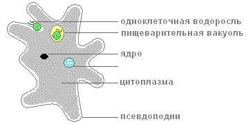 Что такое амеба, чем она питается, как размножается и выглядит на фото? 