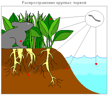 Дыхание аскариды 