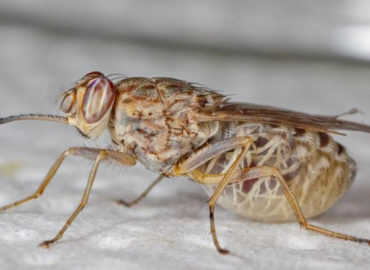 Где живет муха цеце и чем опасен ее укус 