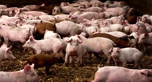 Глисты у свиней можно ли есть мясо 