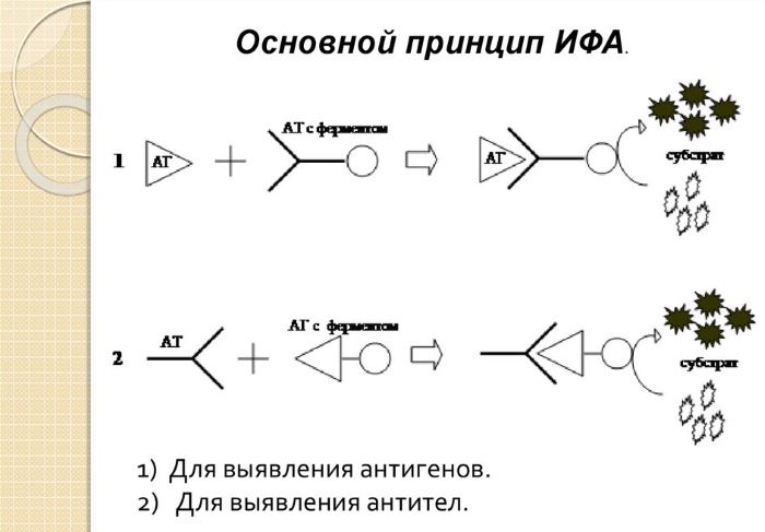 Исследование крови на ИФА 