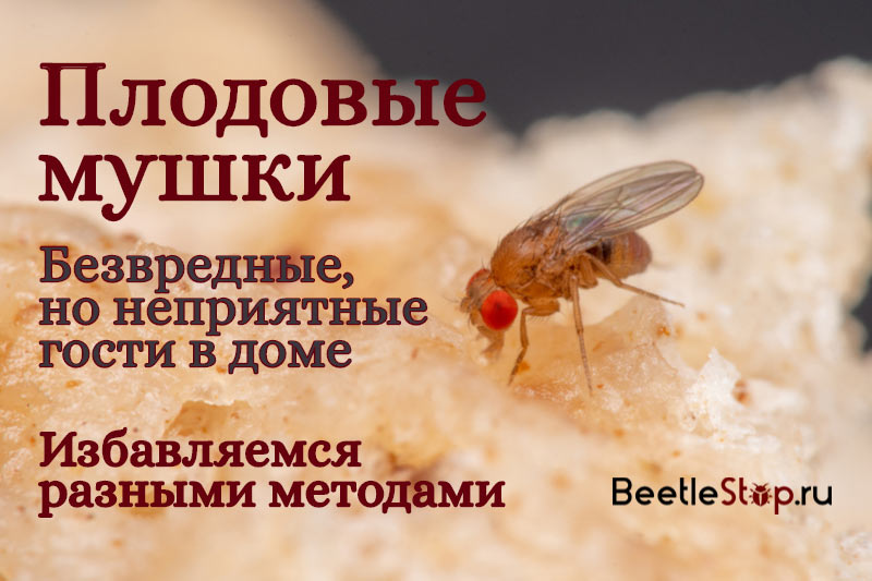 Как безопасно и эффективно избавиться от плодовой мушки в квартире? 