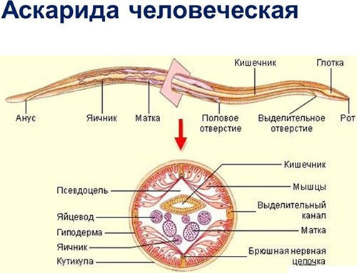 Как избавиться от аскарид народными методами? 