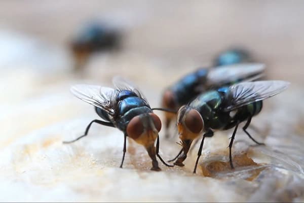 Как избавиться от мух в доме: ТОП-5 эффективных средств 