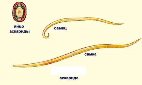 Как можно заразиться аскаридой: жизненный цикл и пути заражения аскаридозом 