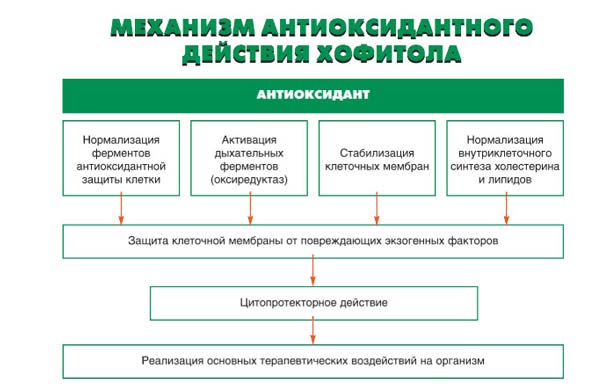 Хофитол при беременности: показания и правила приёма 