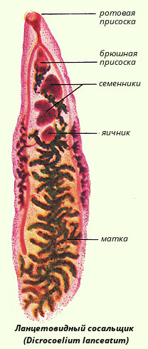 Ланцетовидный сосальщик (ланцетовидная двуустка) 