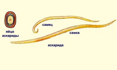 Лечение аскаридоза у детей, схема лечения препаратами и народными средствами 