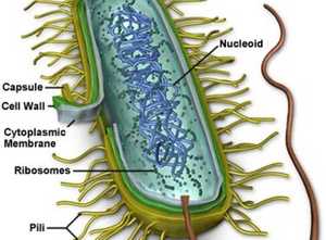 Микоплазма гeнитaлиум (mycoplasma genitalium): что это значит в анализах, чем опасна и как лечить 