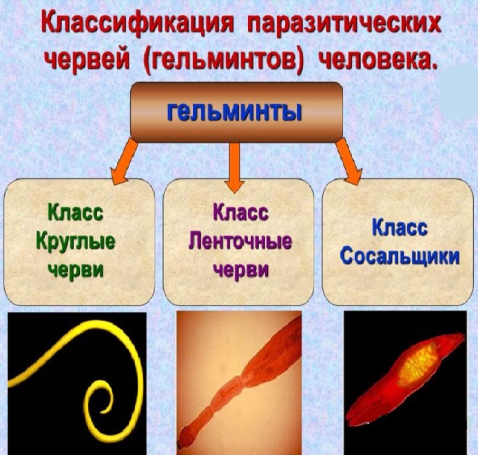 Обследование на гельминты (гельминтоз, глисты, глистные инвазии) 