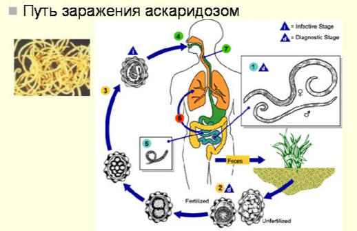 О цикле развития аскариды человеческой 