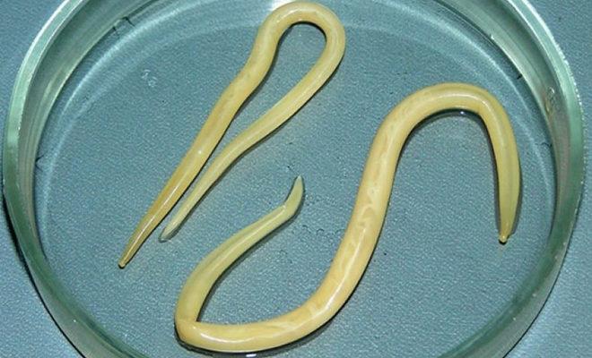 Пиперазин — проверенное и надёжное средство для животных, но только от круглых червей 