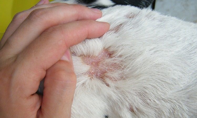 Подкожный клещ у собак: симптомы и лечение 