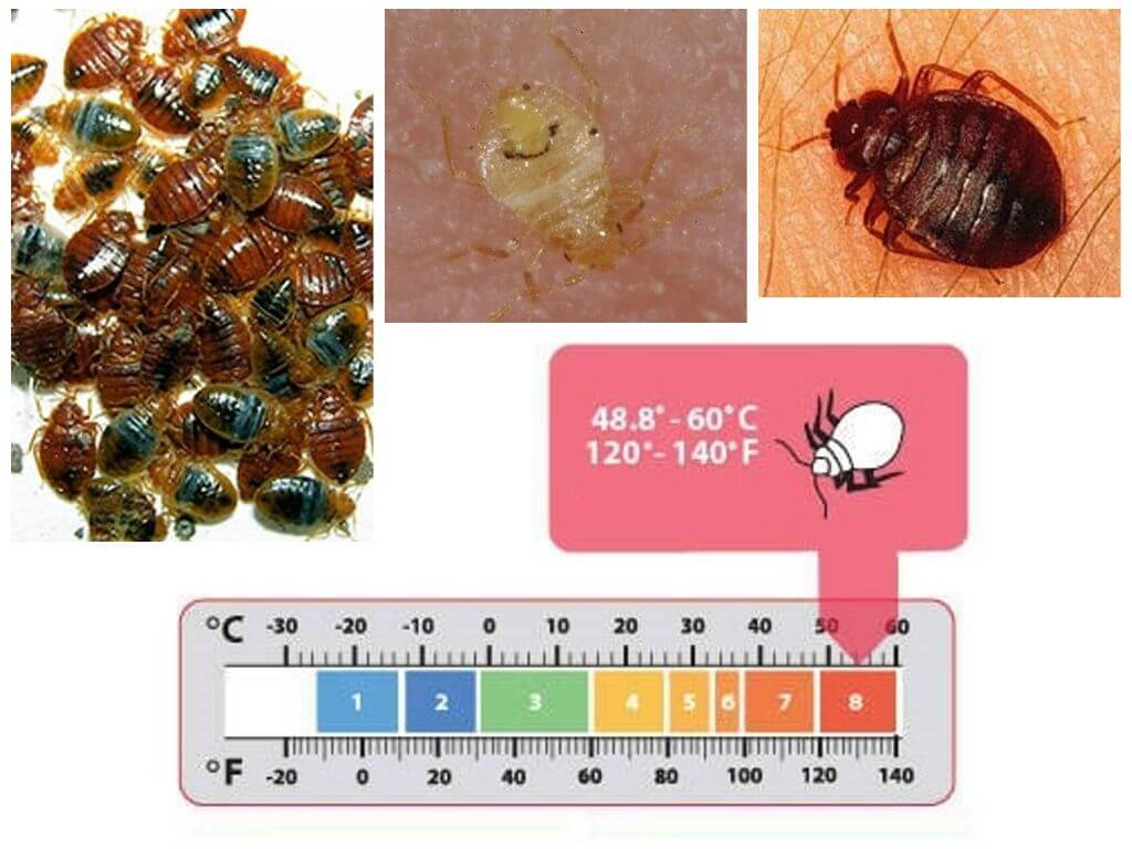 При какой температуре погибают клопы 