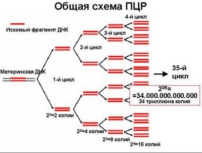 ПЦР анализ: что это такое? 