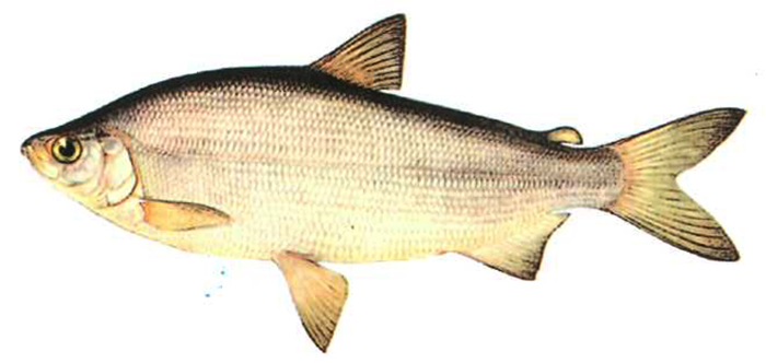 Рыба сырок: польза и вред, описание, болеет ли она описторхозом 