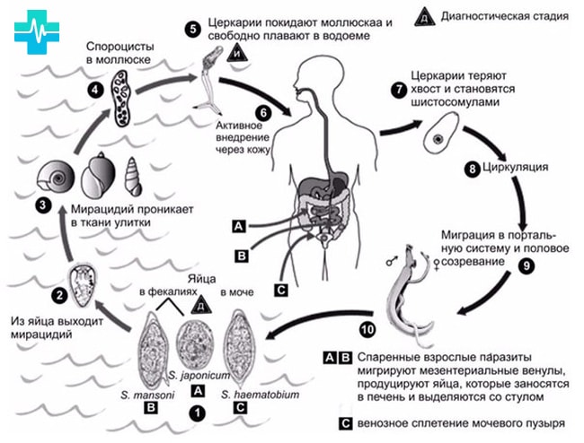 Симптомы и способы лечения энтеробиоза у детей и взрослых 