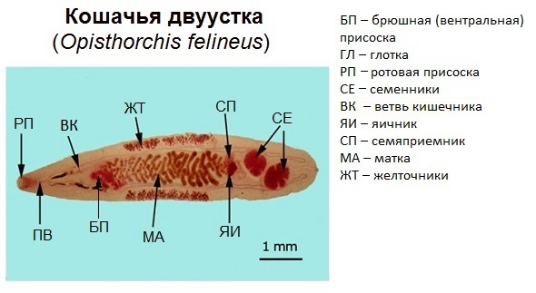 Симптомы кошачьей двуустки у человека 