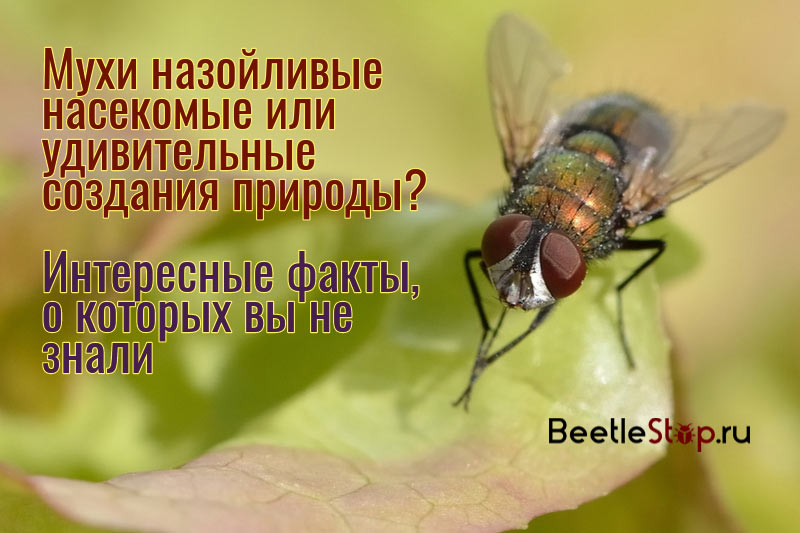 Сколько живет муха обыкновенная в квартире 