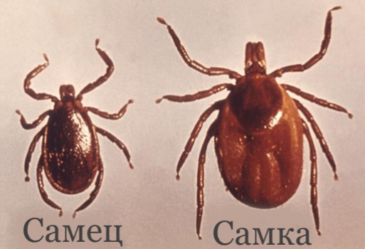 Собачий клещ: фото, жизненный цикл, опасен ли для человека? 