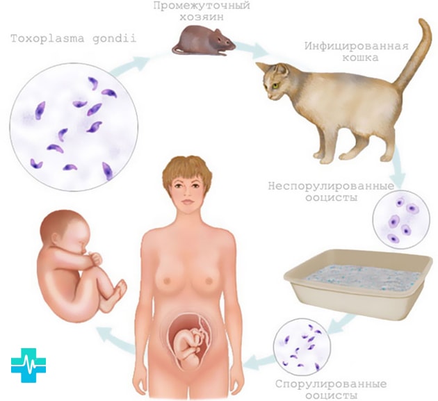 Способы передачи токсоплазмоза 